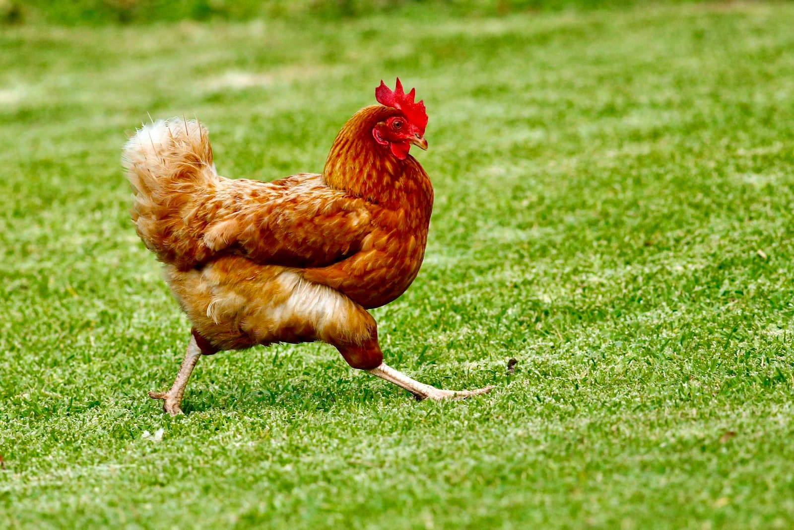 Poultry Products